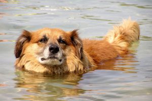 Kutya eloskodo-Kutya uszik a vizen