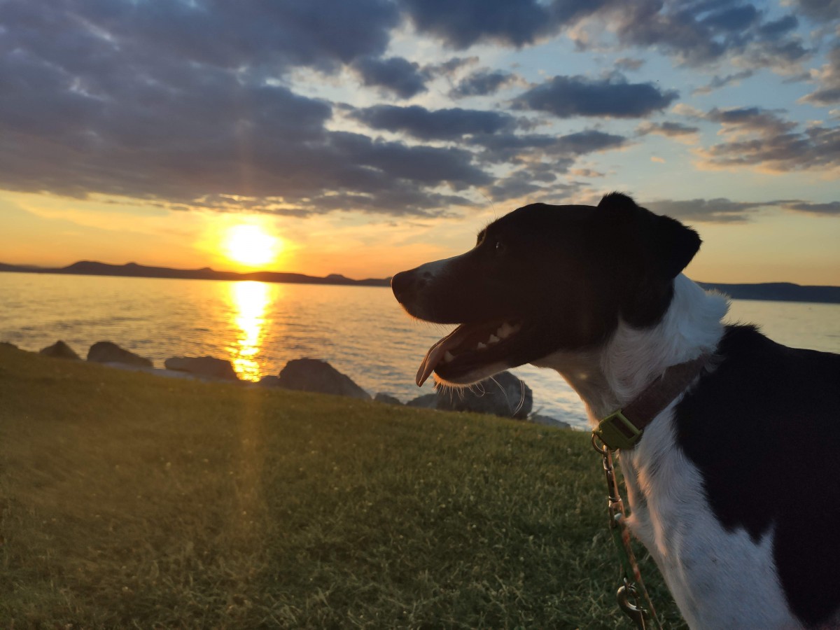 luca kutya naplementeben a balatonon