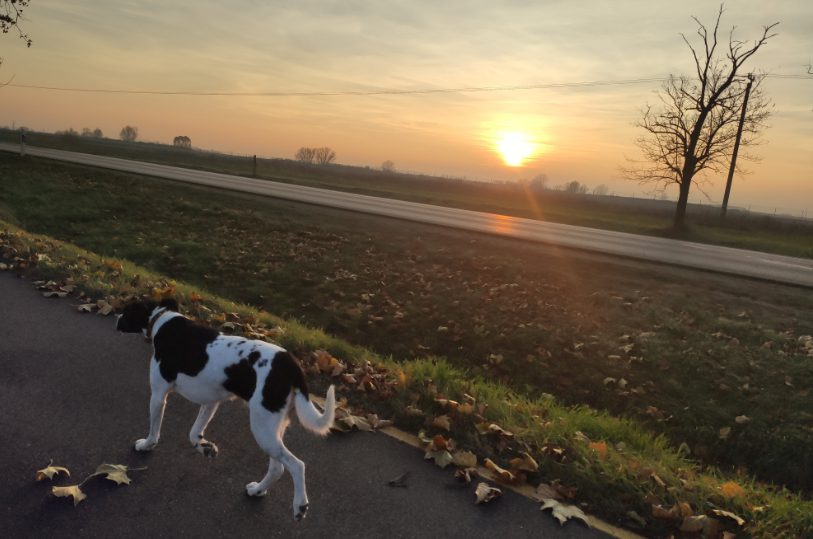 Futás Luca kutyával naplementében