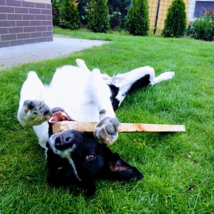 Luca kutya jatszik a kertben egy bottal