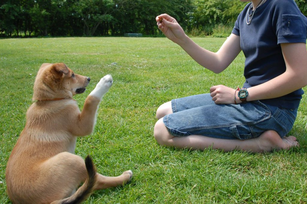 kutyaiskola-zsemle szinu kutya pacsizni tanul