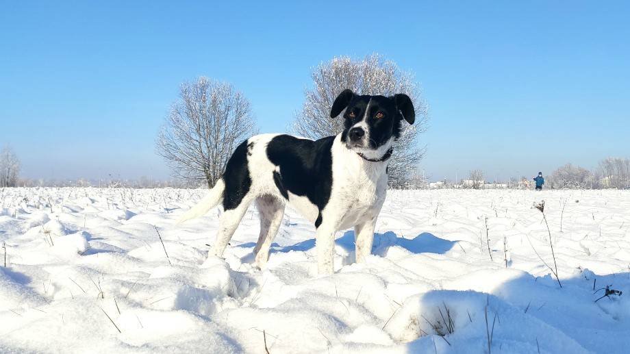 luca kutya egy napsütéses napon áll a havas réten