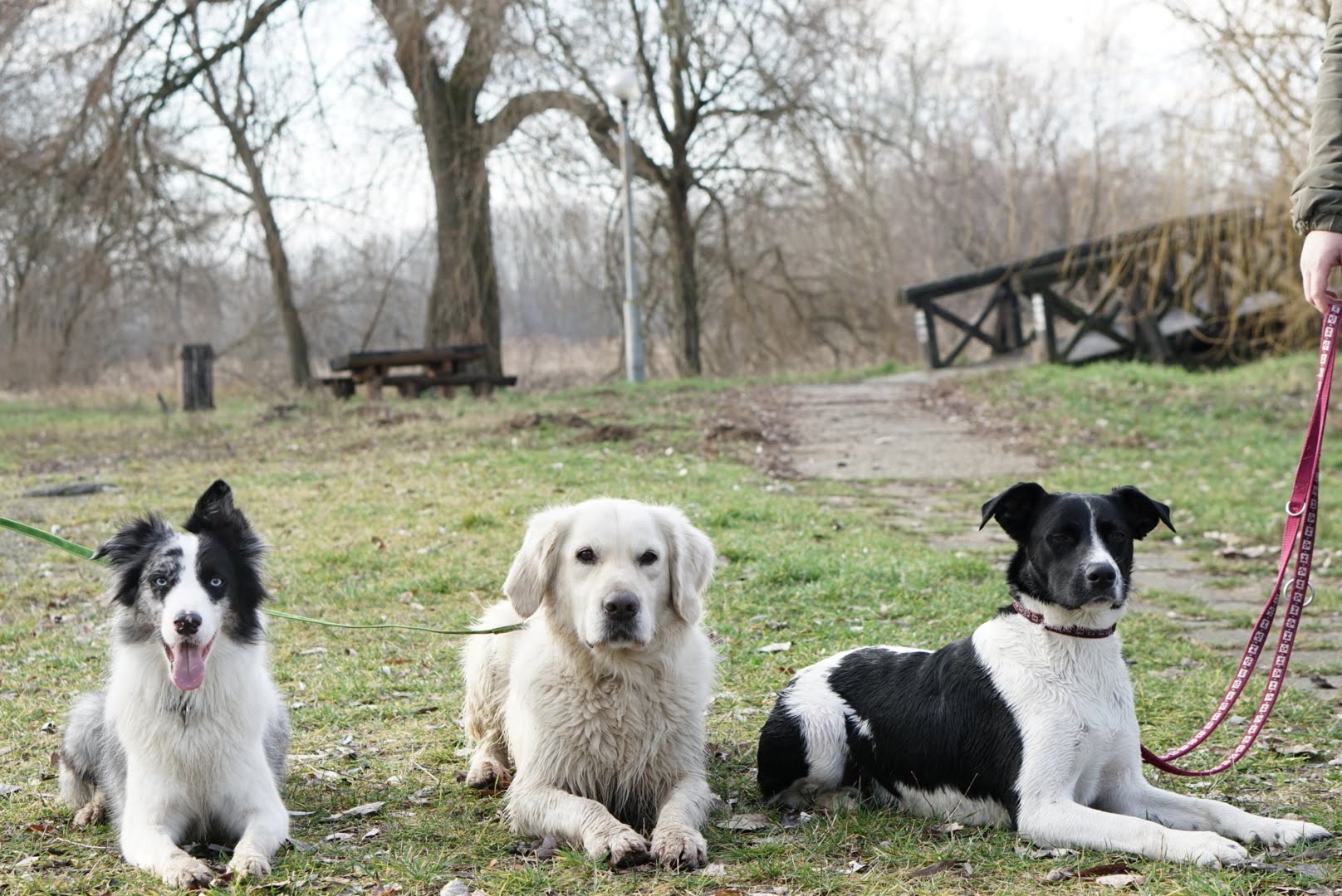 LucaKutya a Vekeri tónál 2 másik kutyával együtt