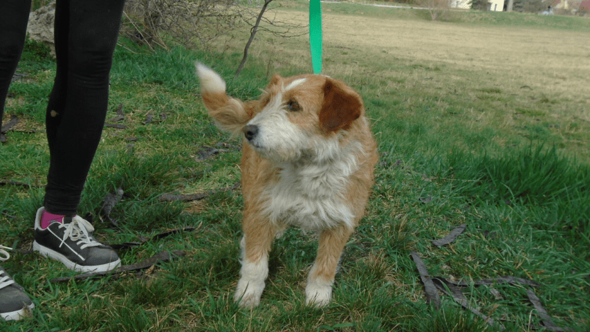 Bézs homokszínű mentett kutya, áll a fűben. Örökbe fogadták