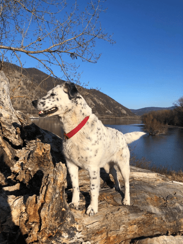 Fehér kutya piros nyakörvvel egy vÍzparton áll, körülötte sziklás dombok.