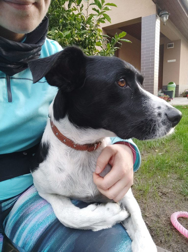 LucaKutya a gazdája ölében pihen futás után