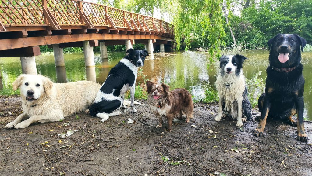 LucaKutya a Vekeri tónál négy másik kutyával együtt