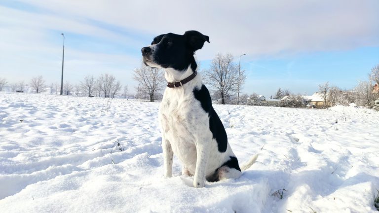 LucaKutya télen ül a hóban és figyel