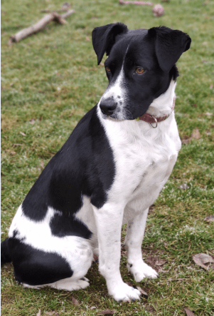 LucaKutya a kutyaiskolában figyel