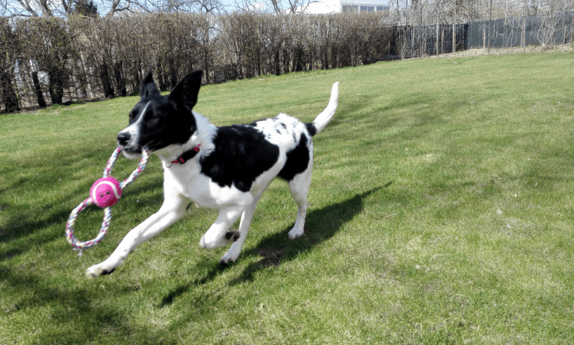LucaKutya az örökbefogadás napján boldogan játszik az új játékával az otthonában