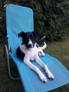 LucaKutya egy kék napozóágyban fekszik