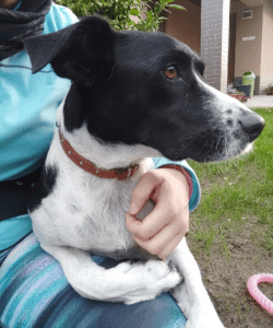 LucaKutya a gazdája ölében fekszik