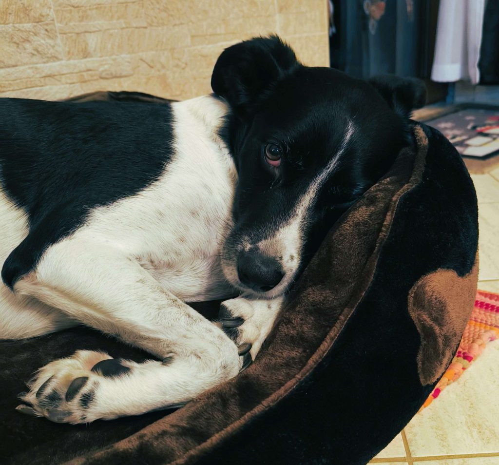 LucaKutya az ágyában fekszik a lakásban