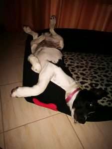 Lucakutya az ágyában fekszik és a lábai az égnek állnak