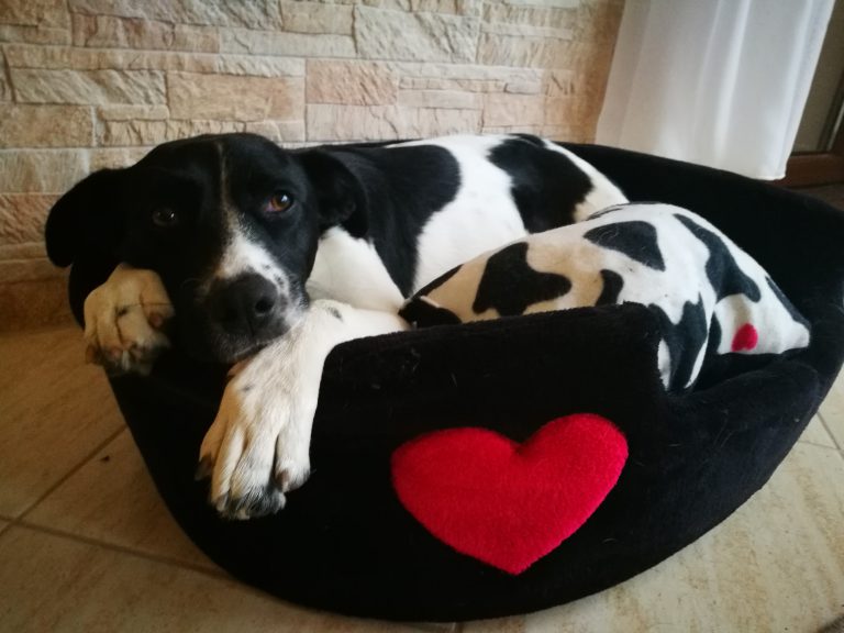 LucaKutya a szívecskés ágyában fekszik a lakásban