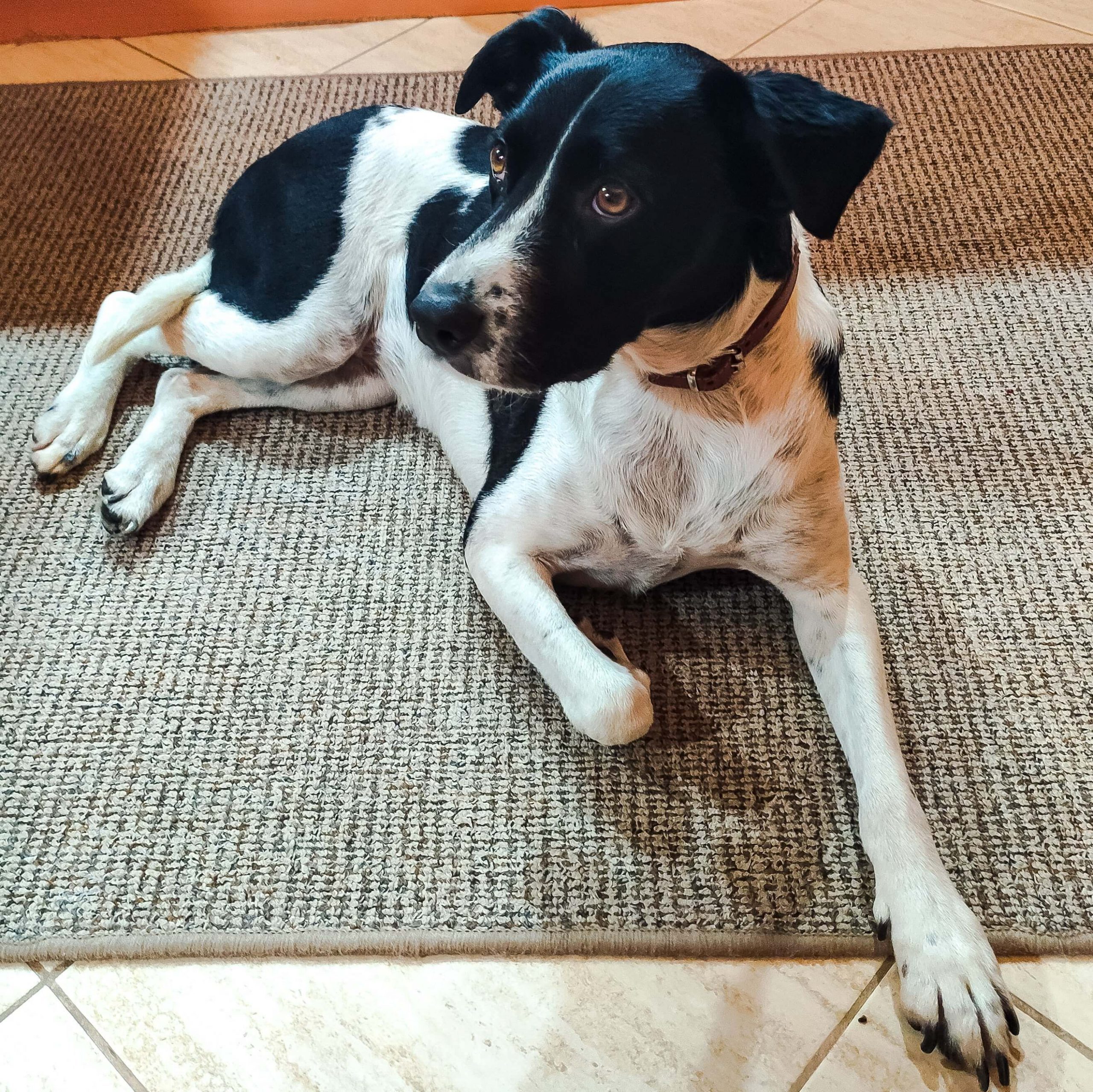 LucaKutya élete a menhely után: a konyhában fekszik a szőnyegen