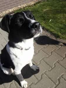 LucaKutya ül a térkövön és élvezi a napsütést