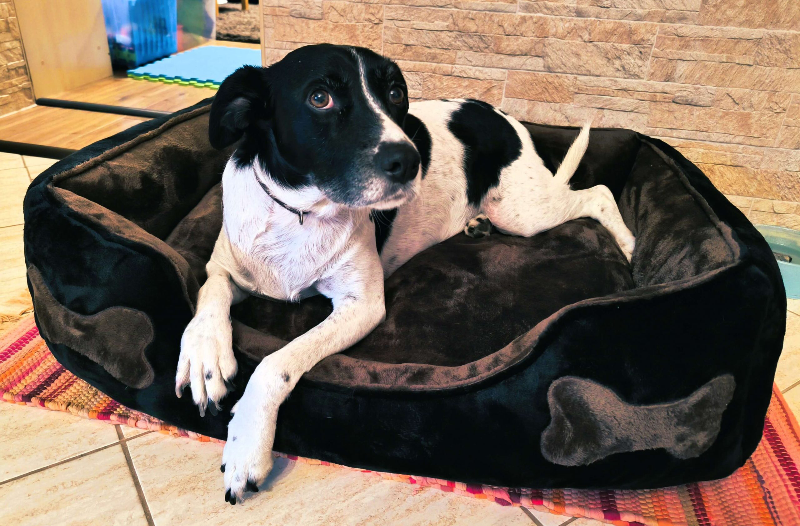 LucaKutya életet a menhely után: fekszik az ágyában és a kamerába néz