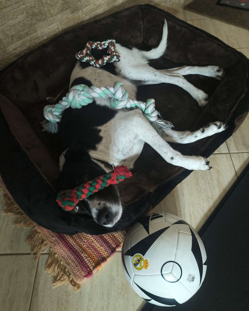 LucaKutya otthon a családdal: fekszik az ágyában, rajta vannak a játékai előtte pedig egy focilabda