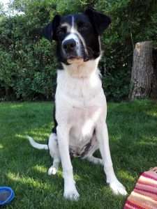 LucaKutya a kertben ül az árnyékban