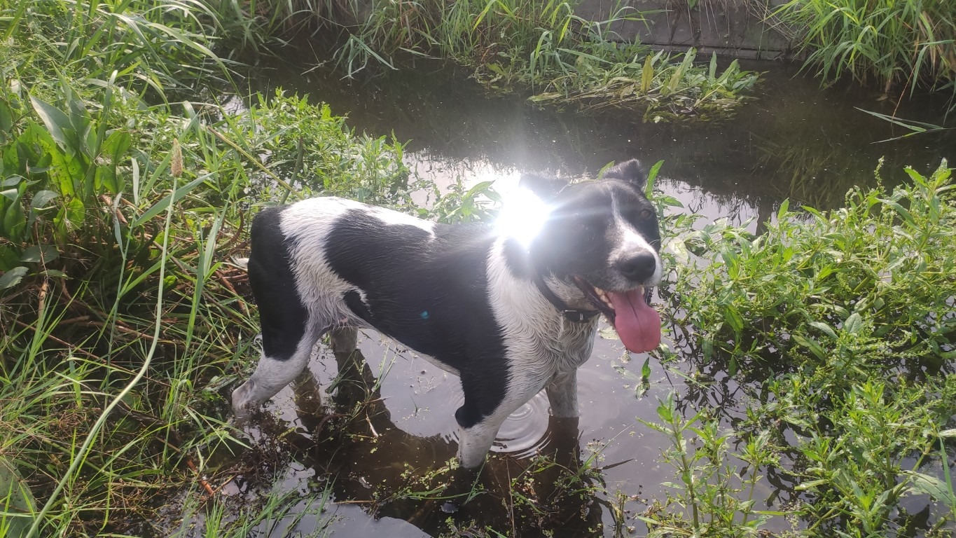 LucaKutya sekély vízben áll futás közben és boldog.