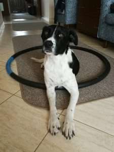 LucaKutya egy hullahoppkarikán fekszik a lakásban