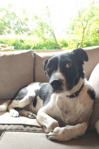 LucaKutya a kerti kanapén fekszik és figyel