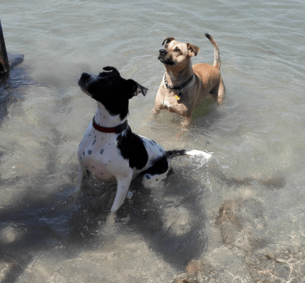 LucaKutya a Balatonban játszik egy másik kutyával