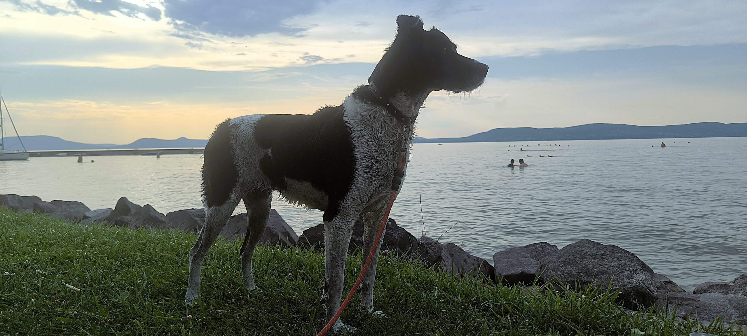 LucaKutya a Balatonon vizesen figyel a víz felé