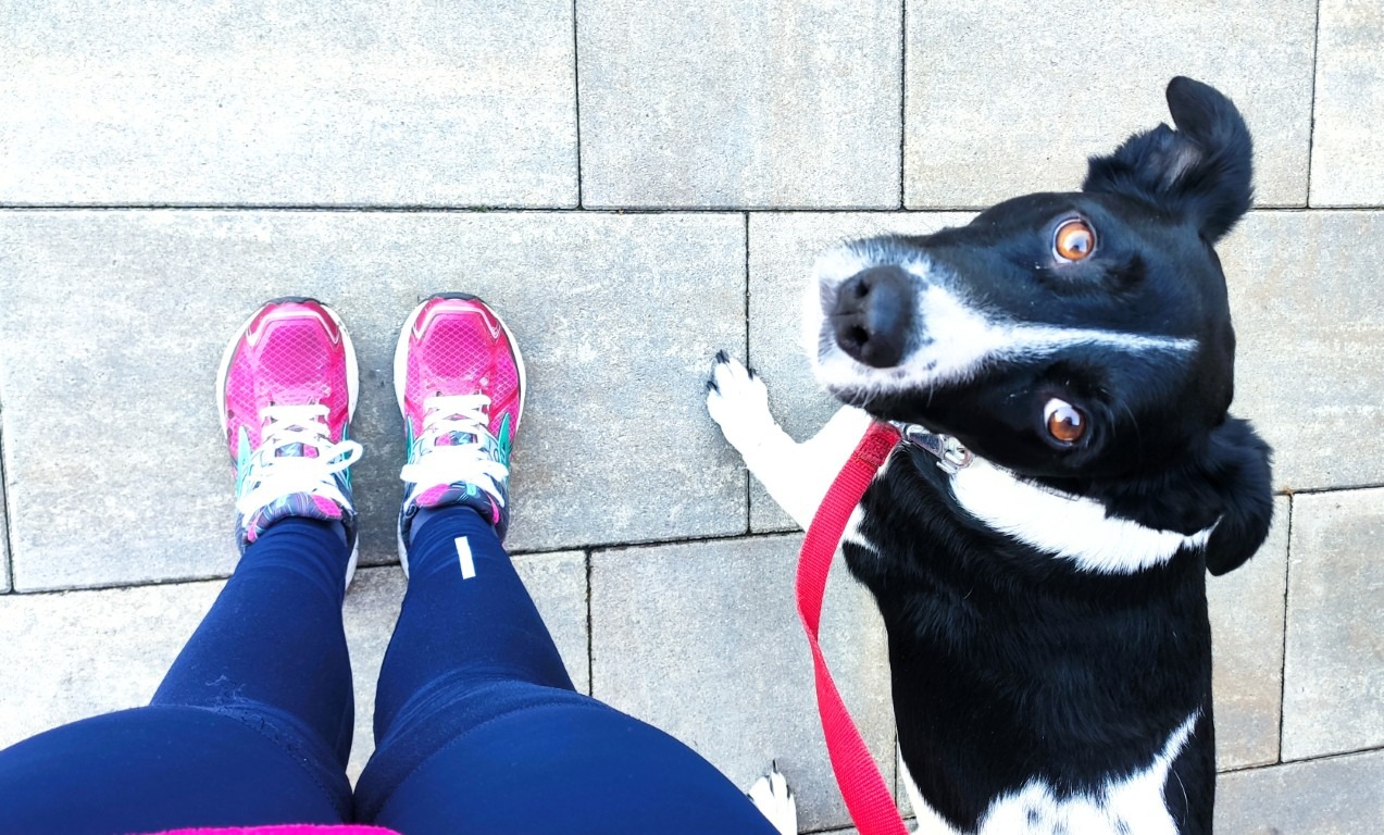 LucaKutya felfelé néz a kamerába, mellette a gazdája lába látszik. Futni indulnak.