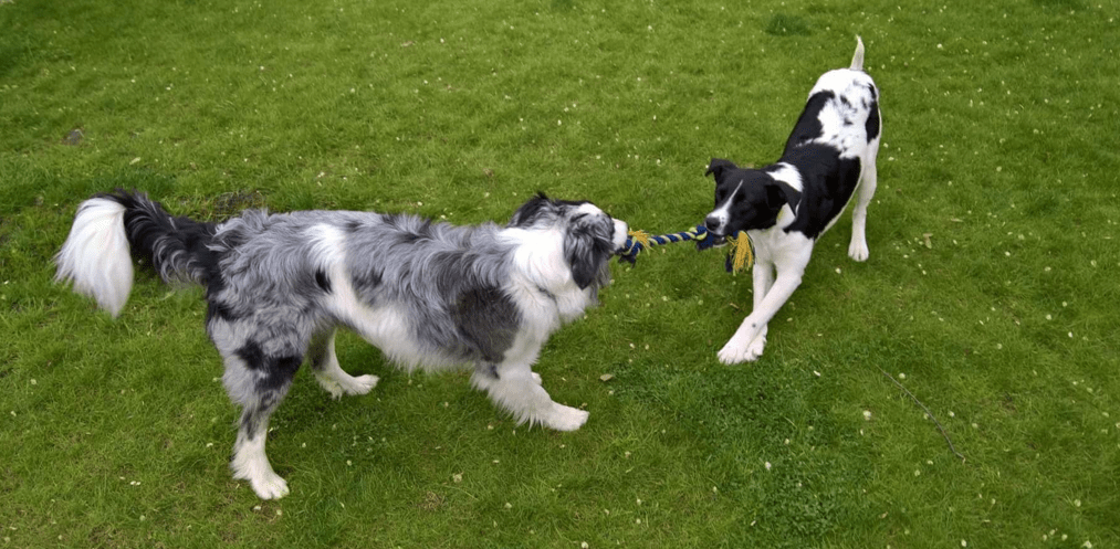 LucaKutya egy másik kutyával játszik