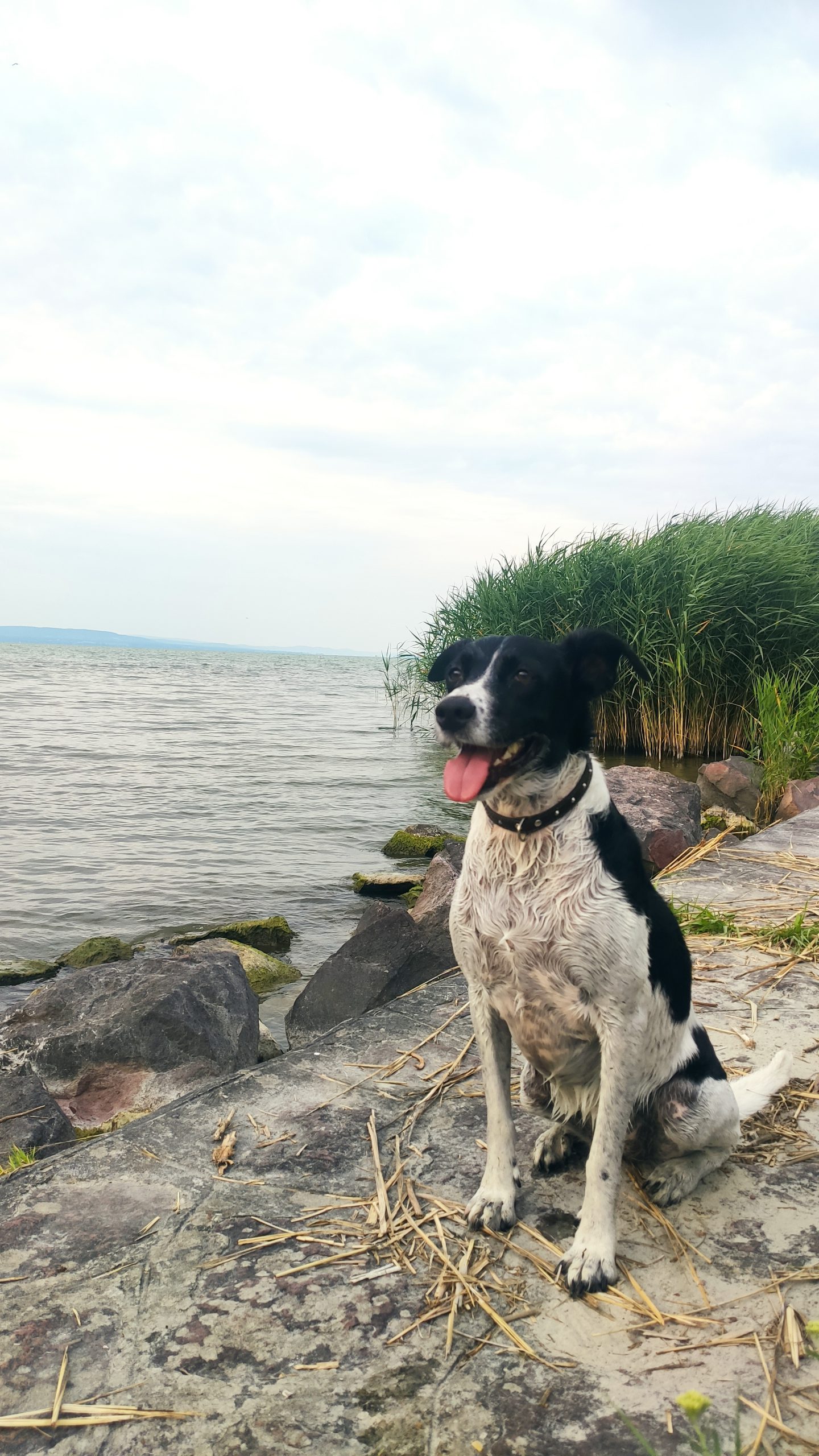 LucaKutya kirándul a Balatonon.