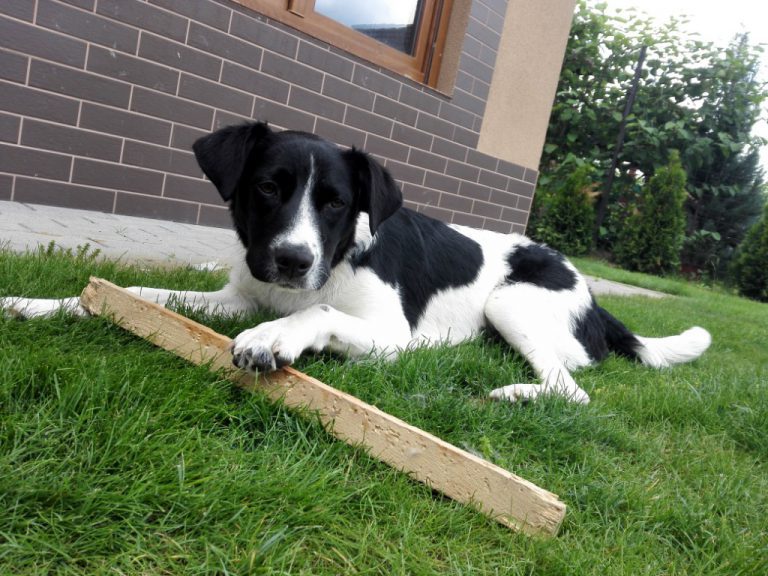 LucaKutya a menhely után az otthonában a fűben fekszik és rágcsál egy fadarabot