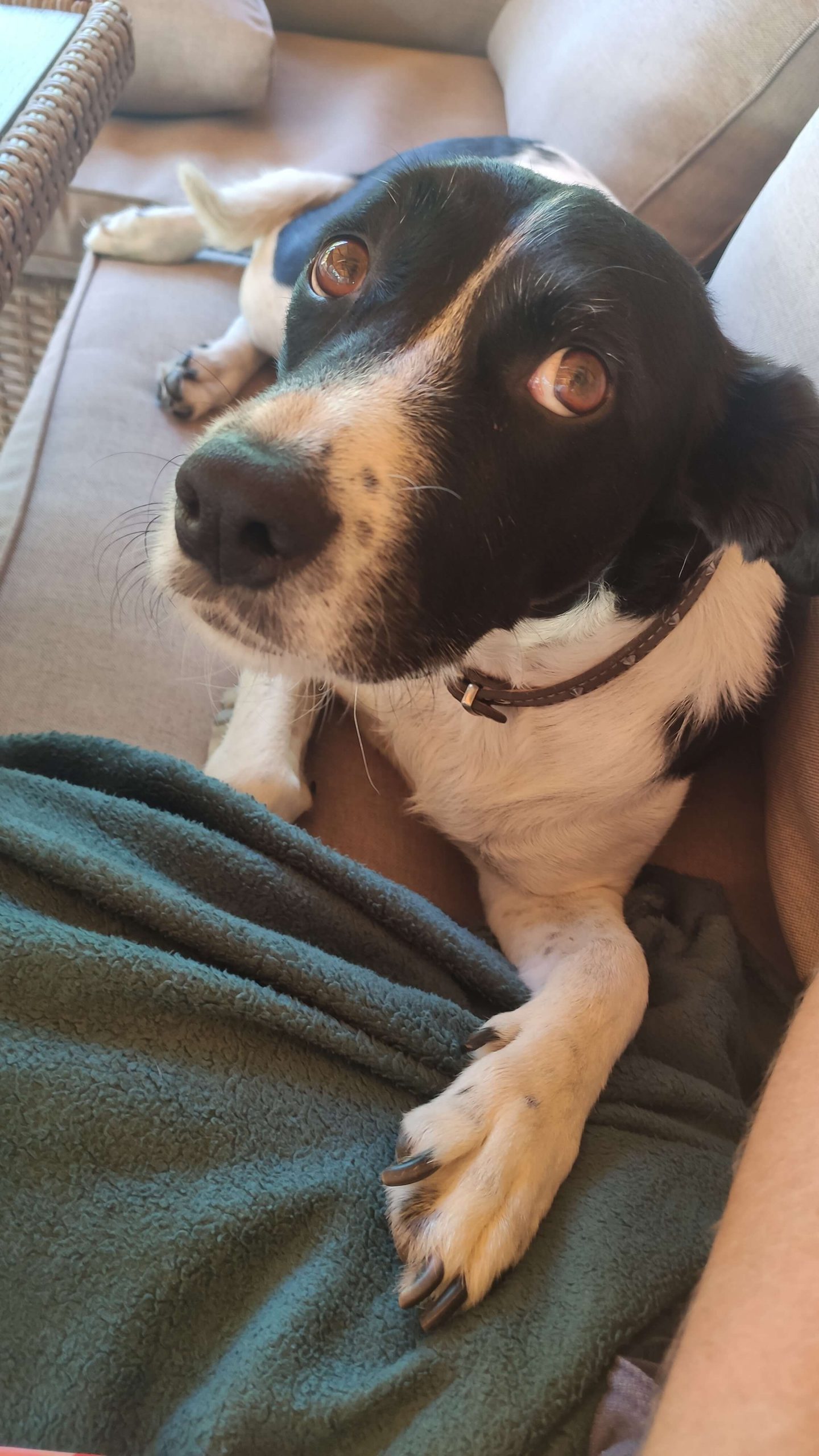 LucaKutya a kerti kanapén bájosan néz