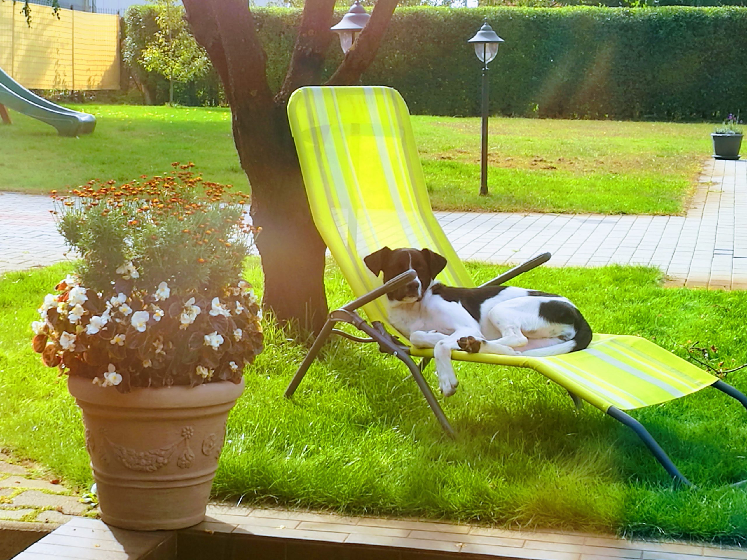 LucaKutya a kertben pihen egy sárga napozóágyon