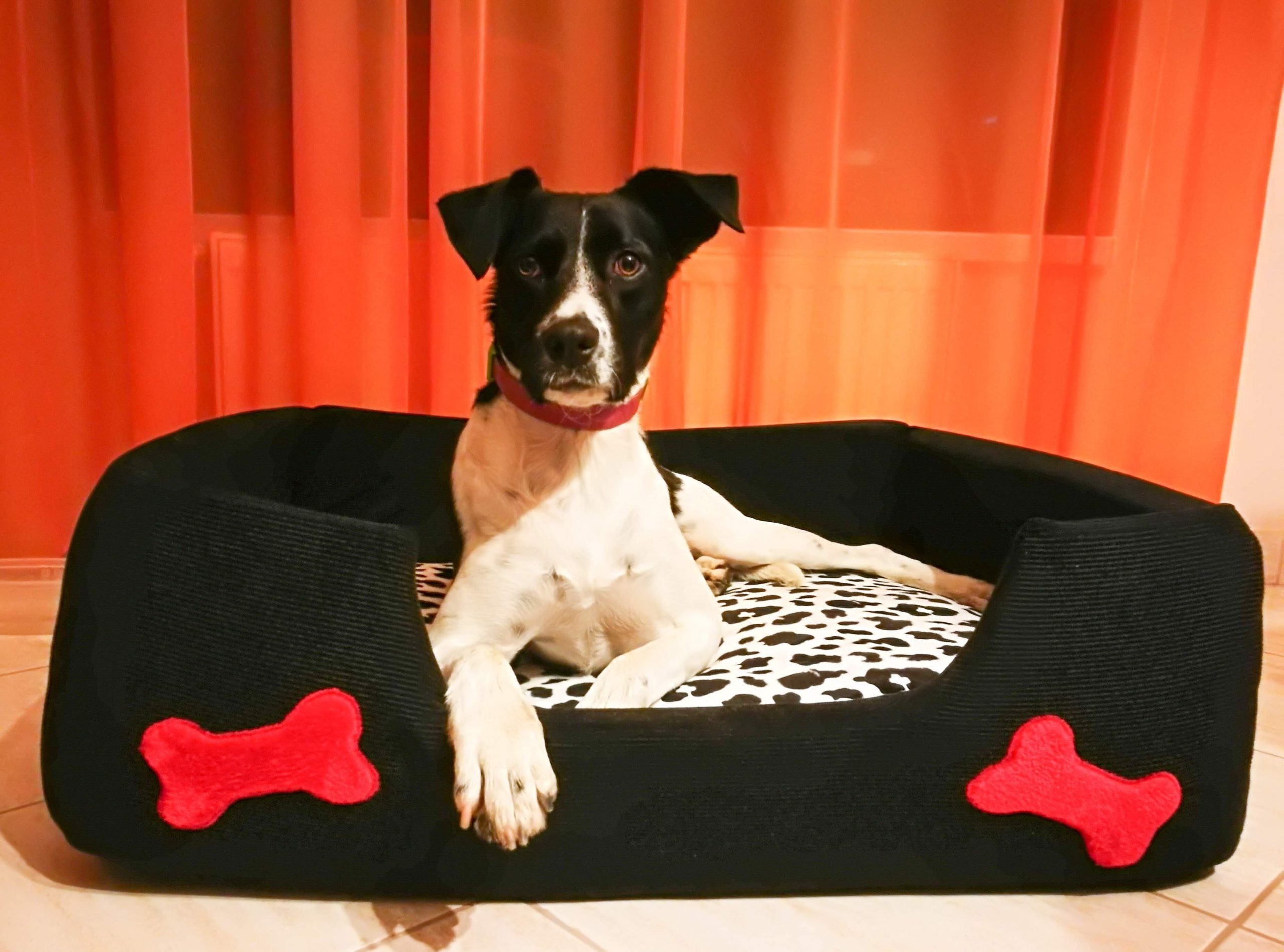 LucaKutya a csontos ágyában fekszik és figyel