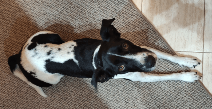 LucaKutya élete a menhely után: fekszik a konyhában és felfelé néz