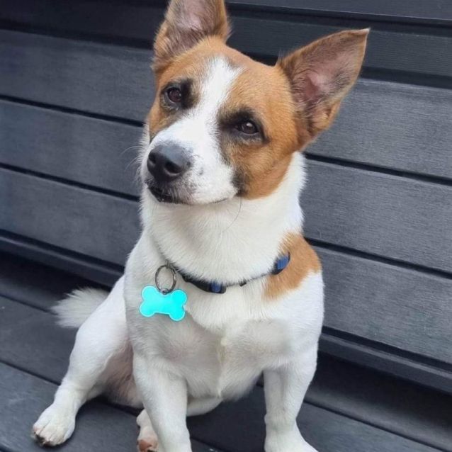 CoJack fajtájú kutya egy padon ül