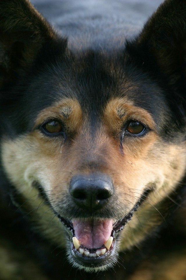 Németjuhász jellegű kutya néz