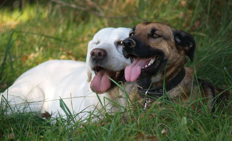 Egy barna és egy fehér kutya egymás mellett boldogan fekszik a fűben.