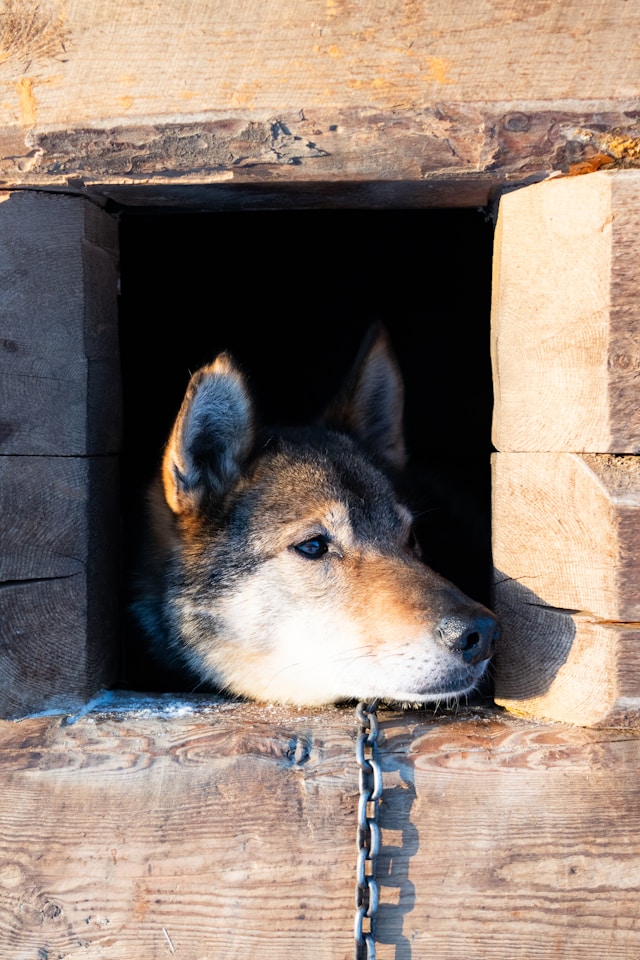 Keverék kutya láncra kötve a házából néz kifelé egy kis lyukon