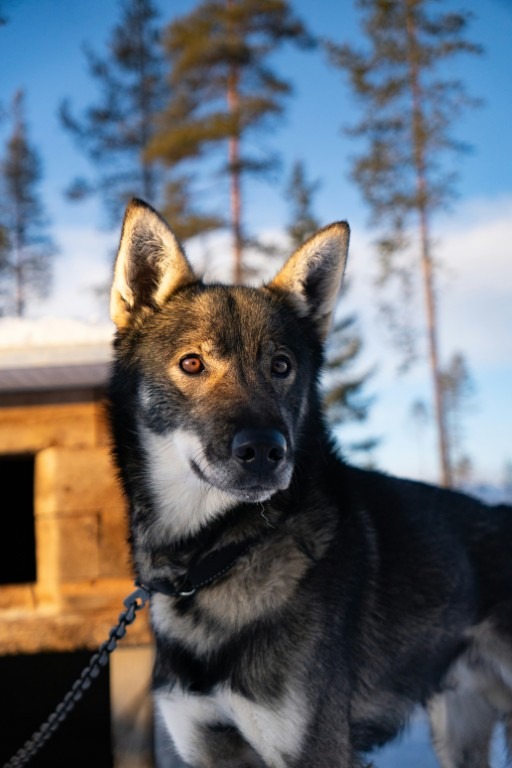 Husky jellegű kutya láncra kötve