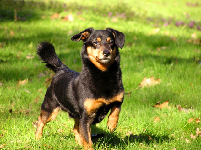 Kistermetű kutya boldogan szögdell a fűben