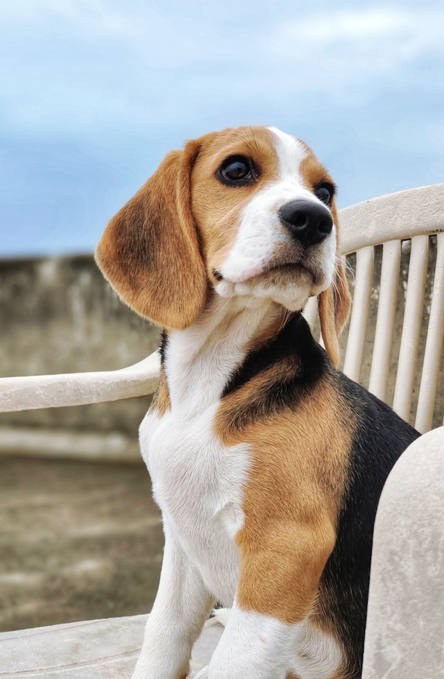 Beagle kutya ül egy széken a természetben