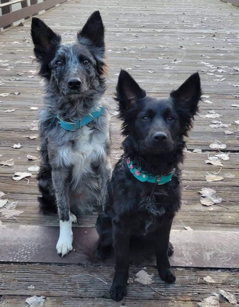 Két mudcollie kutya ül