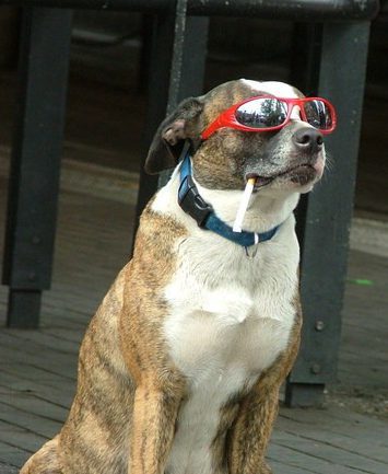 Kis termetű keverék kutya ül. Cigi van a szájában és napszemüveg a szemén