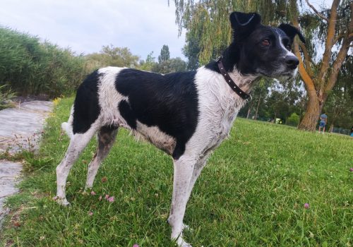 Lucakutya vizesen áll a fűben