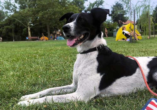 LucaKutya ül a fűben és figyel