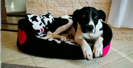 LucaKutya fekszik a szivecskés ágyikójában a konyhában