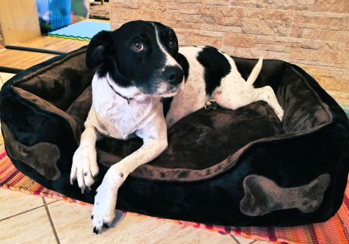 LucaKutya életet a menhely után: fekszik az ágyában és a kamerába néz